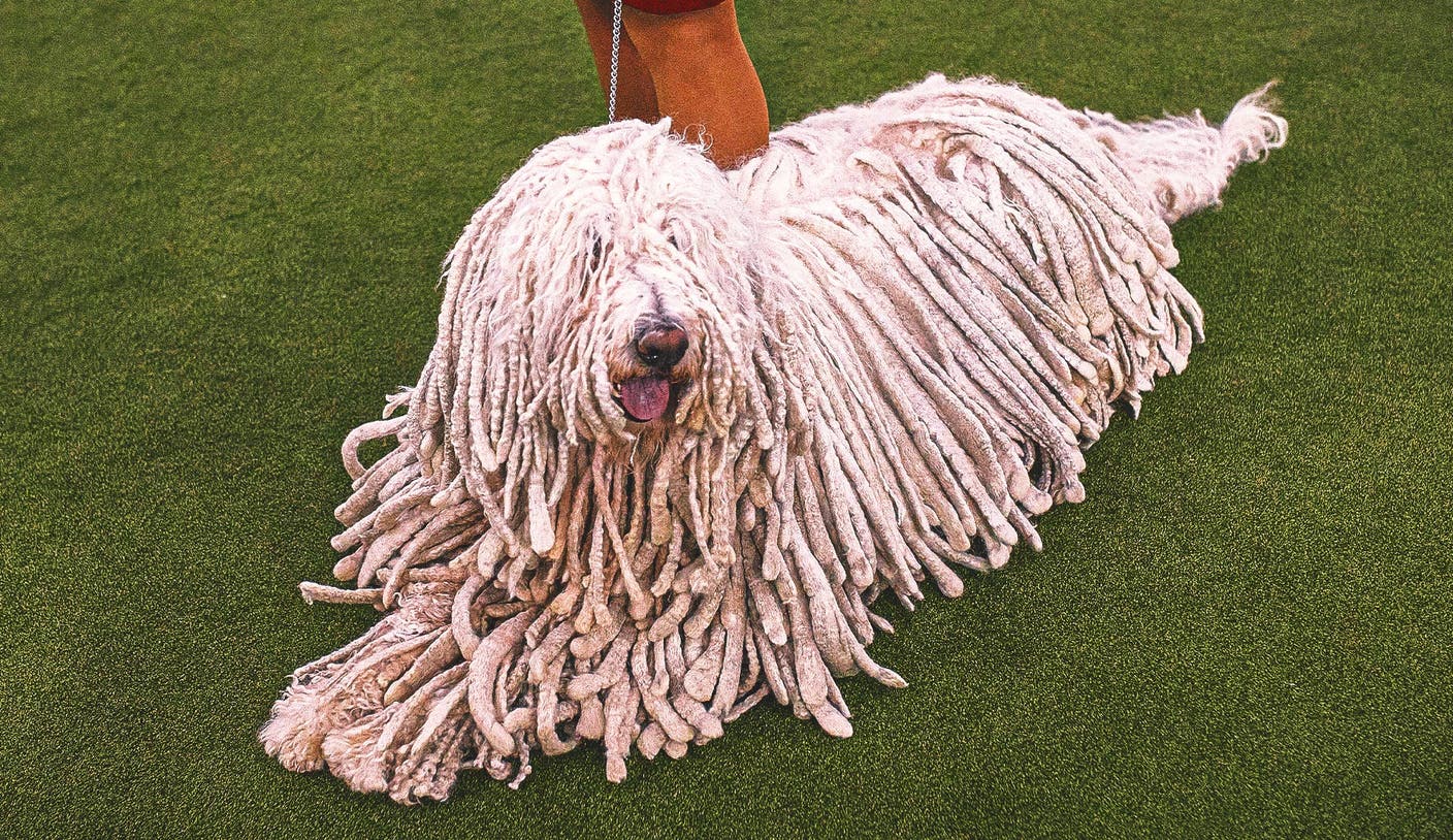 乐鱼leyu官方 乐鱼体育赛事观察：乐鱼app - 2026 WKC Dog Show：一次关于冠军之路的深度解析